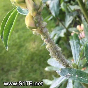 Aphids on a Lupin plant