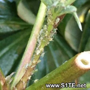 aphids-eating-lupin-pant-close-up