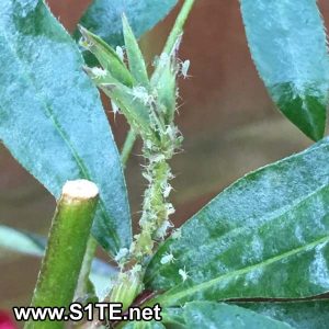 Aphids on a Lupin plant