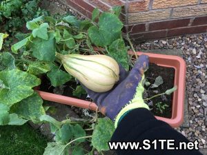 butternut-squash-grown-in-a-container