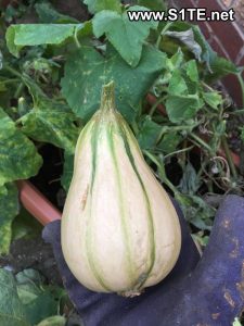 butternut-squash-harvested-from-being-grown-in-container