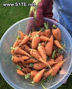 carrots-grown-in-containers-how-to-grow