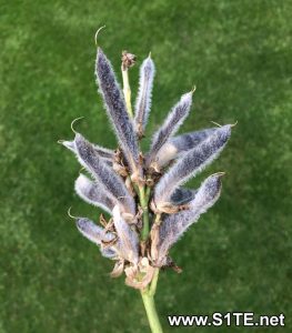 collecting-seeds-from-lupin-pods-how-to