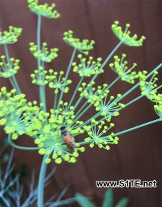 Friendly bug on Dill plants