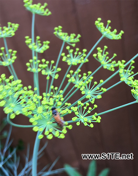 Friendly bug on Dill plants