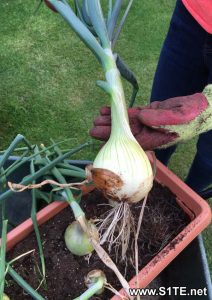 globe-onions-grown-in-containers