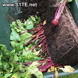 growing-beetroot-in-containers-or-pots-how-to