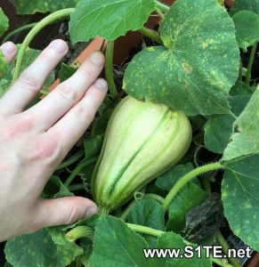 growing-butternut-squash-in-a-container