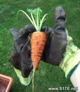 growing-carrots-in-containers-or-pots