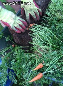 growing-carrots-in-containers-or-pots-how-to