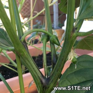 growing-mild-chillies-in-containers