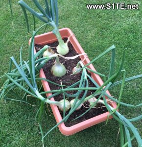 growing-onions-in-container-or-pots