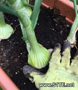 growing-onions-in-containers-or-pots-how-to