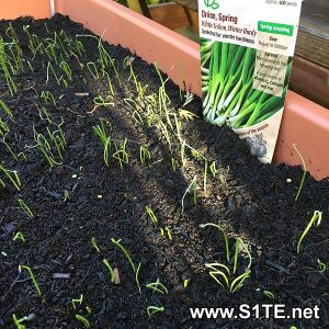 growing-spring-onions-in-containers