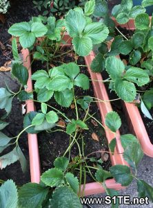 growing-strawberries-in-container