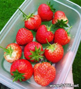 growing-strawberries-in-containers