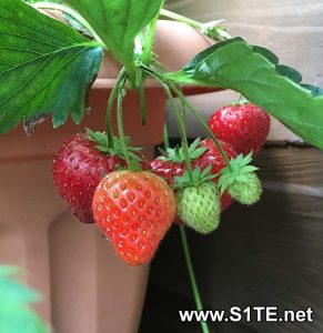 growing-strawberries-in-containers-and-pots