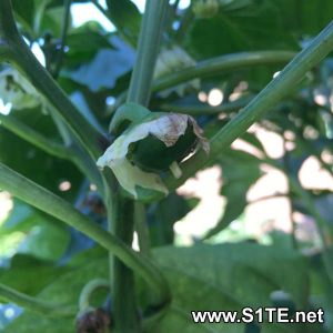 growing-sweet-peppers-in-containers