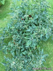 growing-tomatoes-in-containers