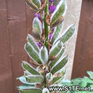 how-to-save-lupin-seeds-from-lupins