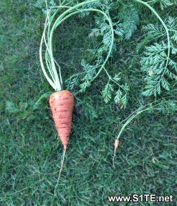 large-and-small-carrots-grown-in-containers