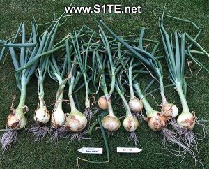 large-globe-onions-grown-in-containers