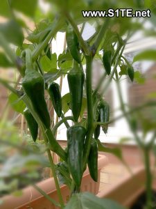 lots-of-chillies-grown-in-containers