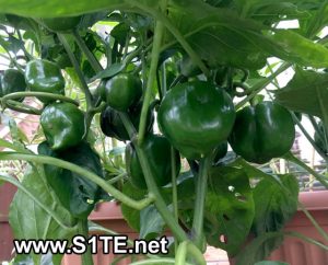 lots-of-sweet-peppers-growing-in-containers