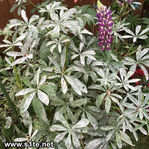 lupin plant with mildew