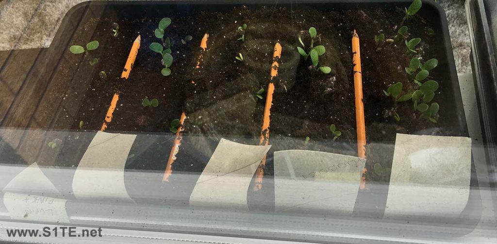 lupin plants growing from seed