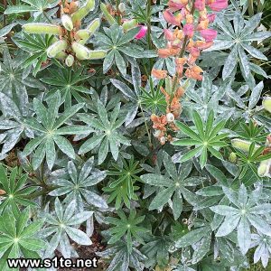 lupins plant with mildew