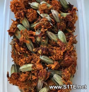 marigold-seeds-collected-in-a-container