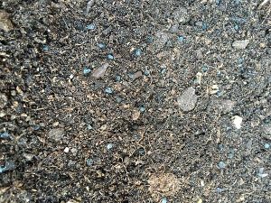 planting-spring-onion-seeds-in-compost