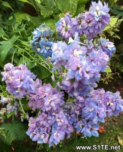 saving-delphinium-plant-seeds