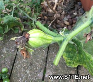 small-butternut-squash-growing-in-a-container