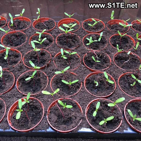 marigold seed plants growing french seeds grown pot them