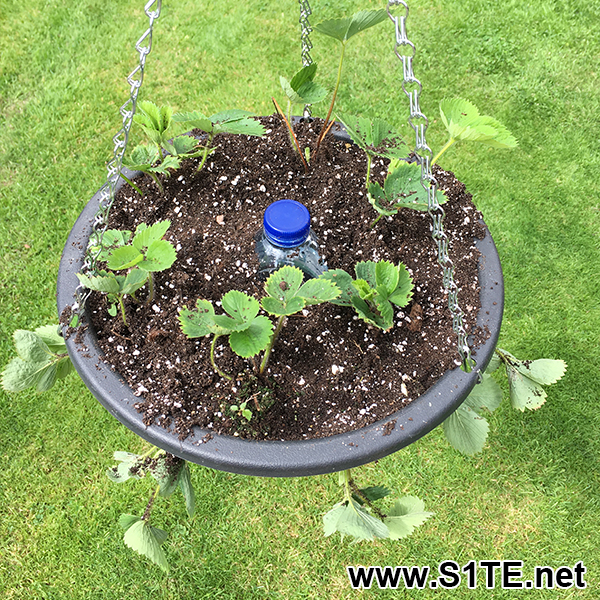 Strawberries grown in a hanging basket