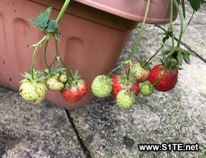 Strawberries Growing out of a container