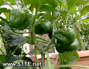 sweet-peppers-growing-in-containers