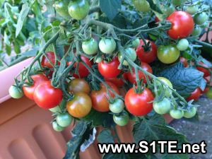 tomatoes-growing-in-a-container