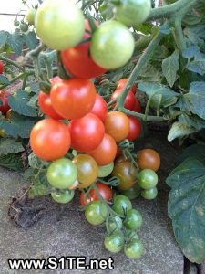 tomatoes-growing-in-containers