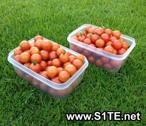 tomatoes-grown-in-containers