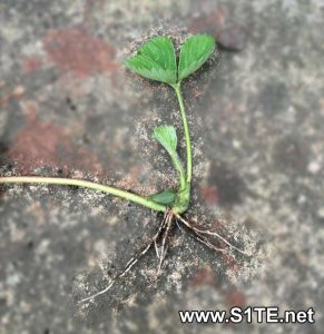 what-a-strawberry-runner-looks-like-planted